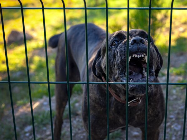 Viscious dog barking behind metal fence